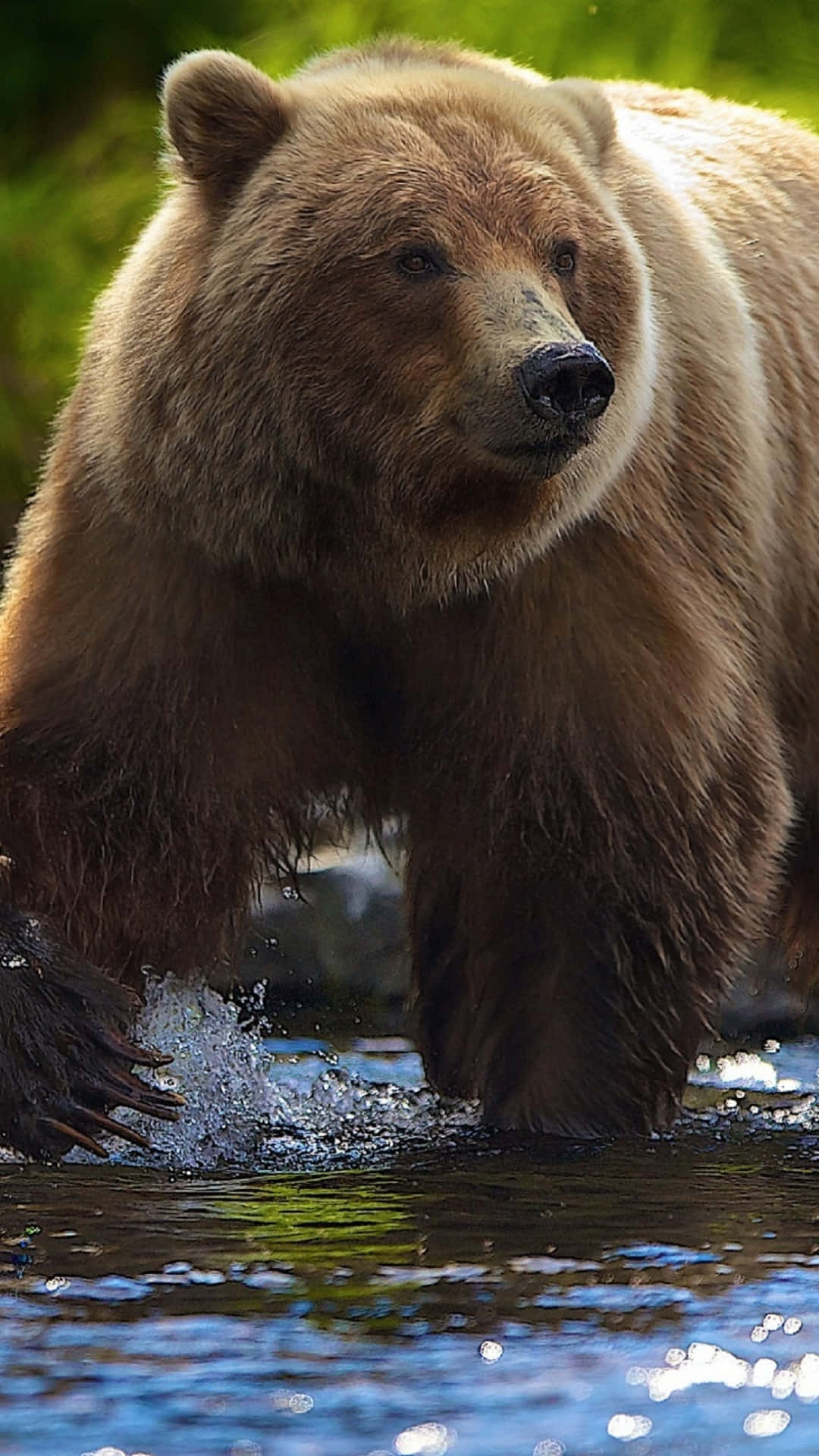 Majestic Brown Bear Wading Water.jpg Background