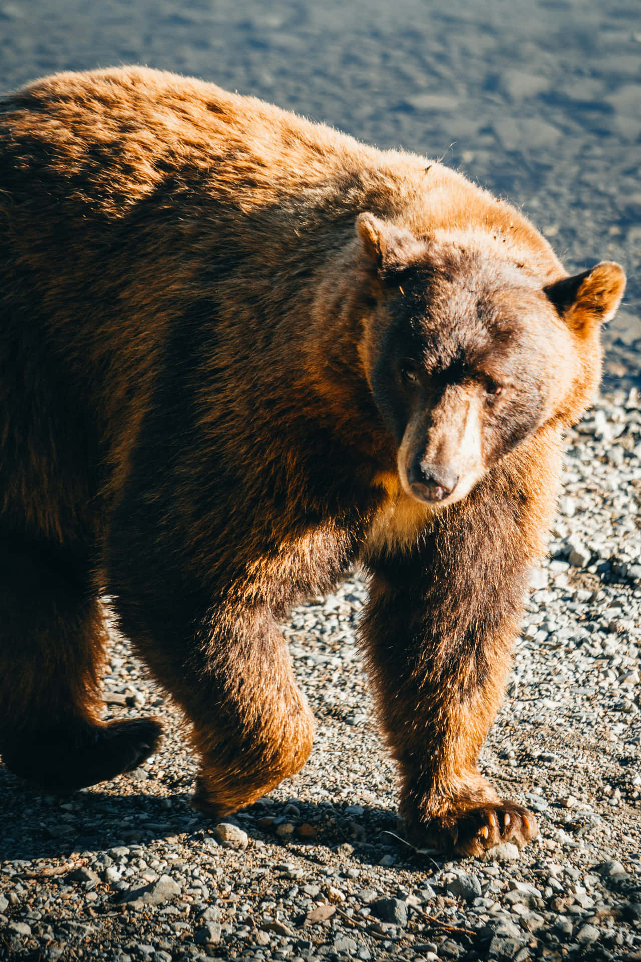 Majestic Brown Bear Walking Background