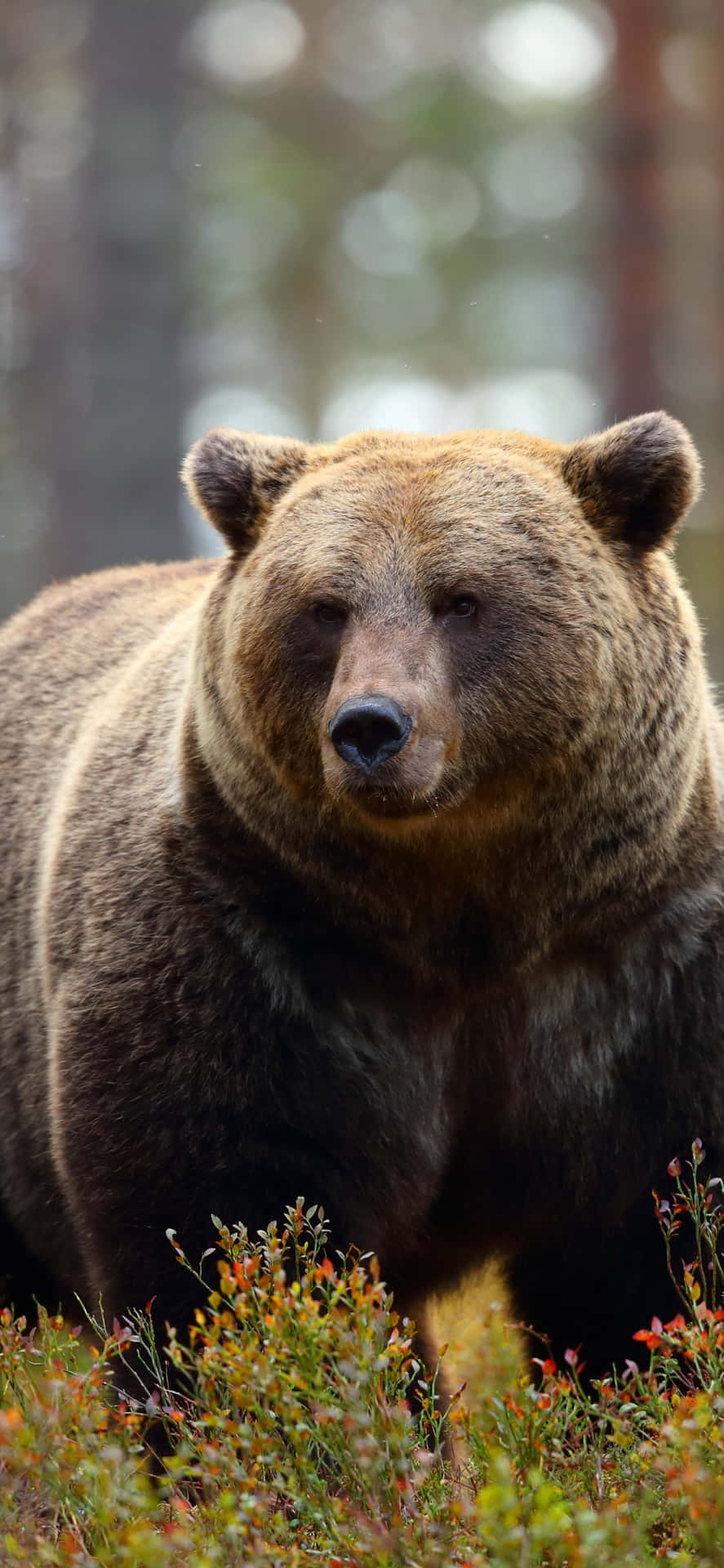 Majestic Brown Bearin Nature Background