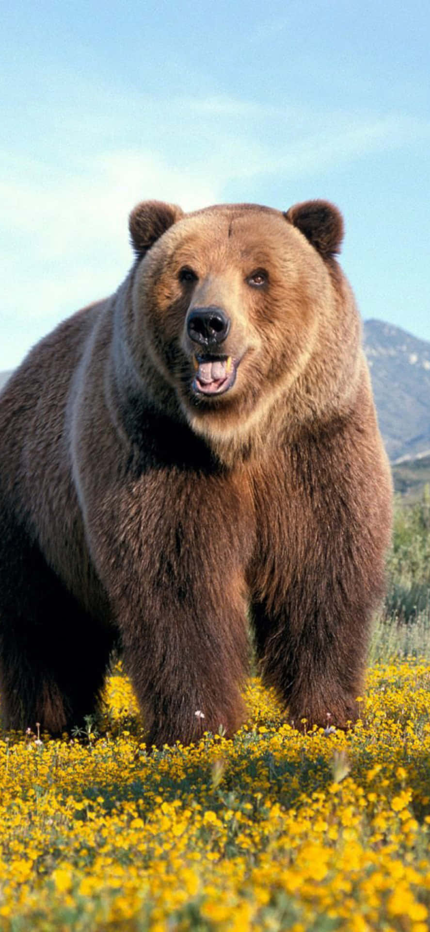 Majestic Brown Bearin Wildflowers Background