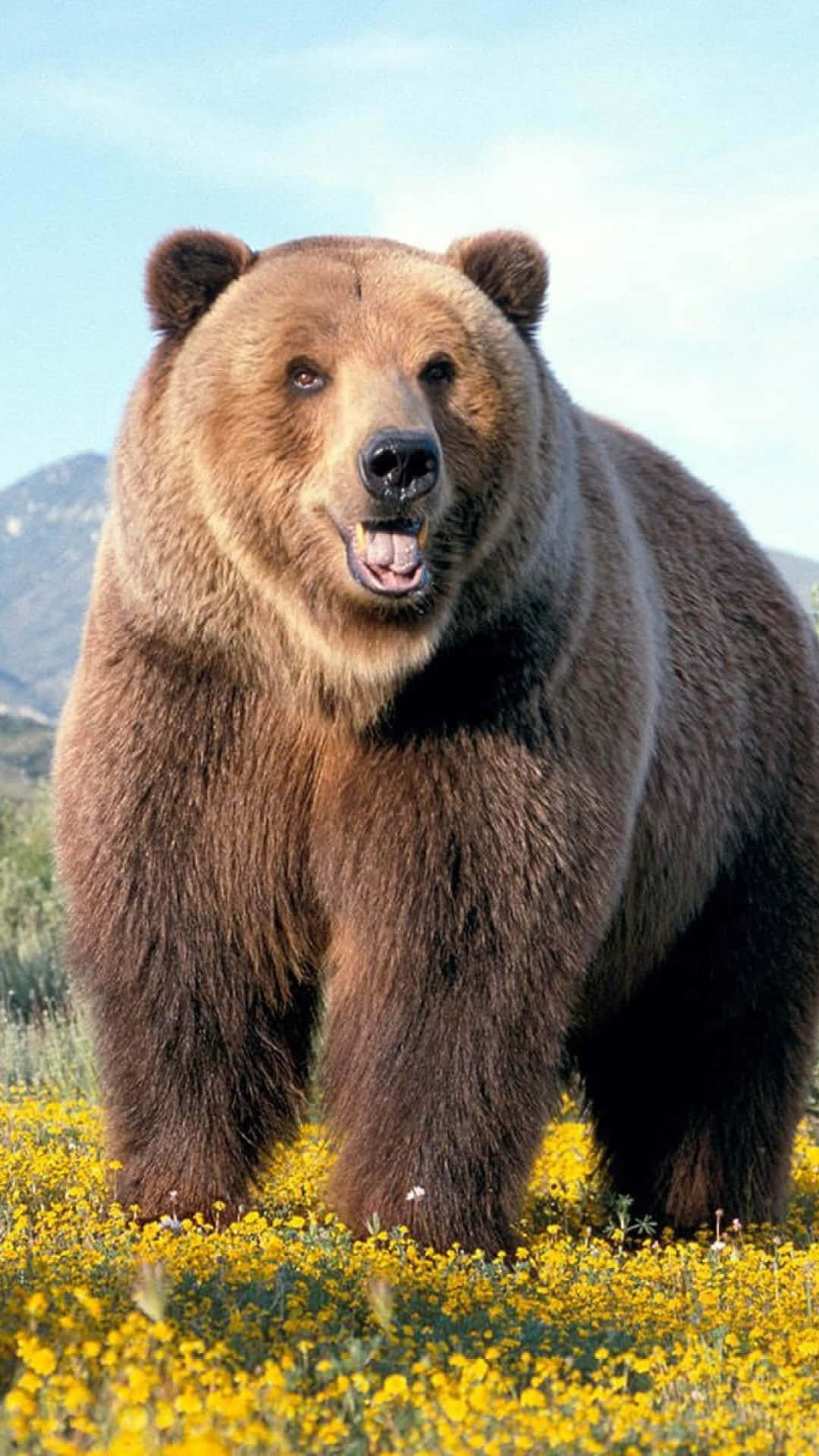 Majestic Brown Bearin Wildflowers Background