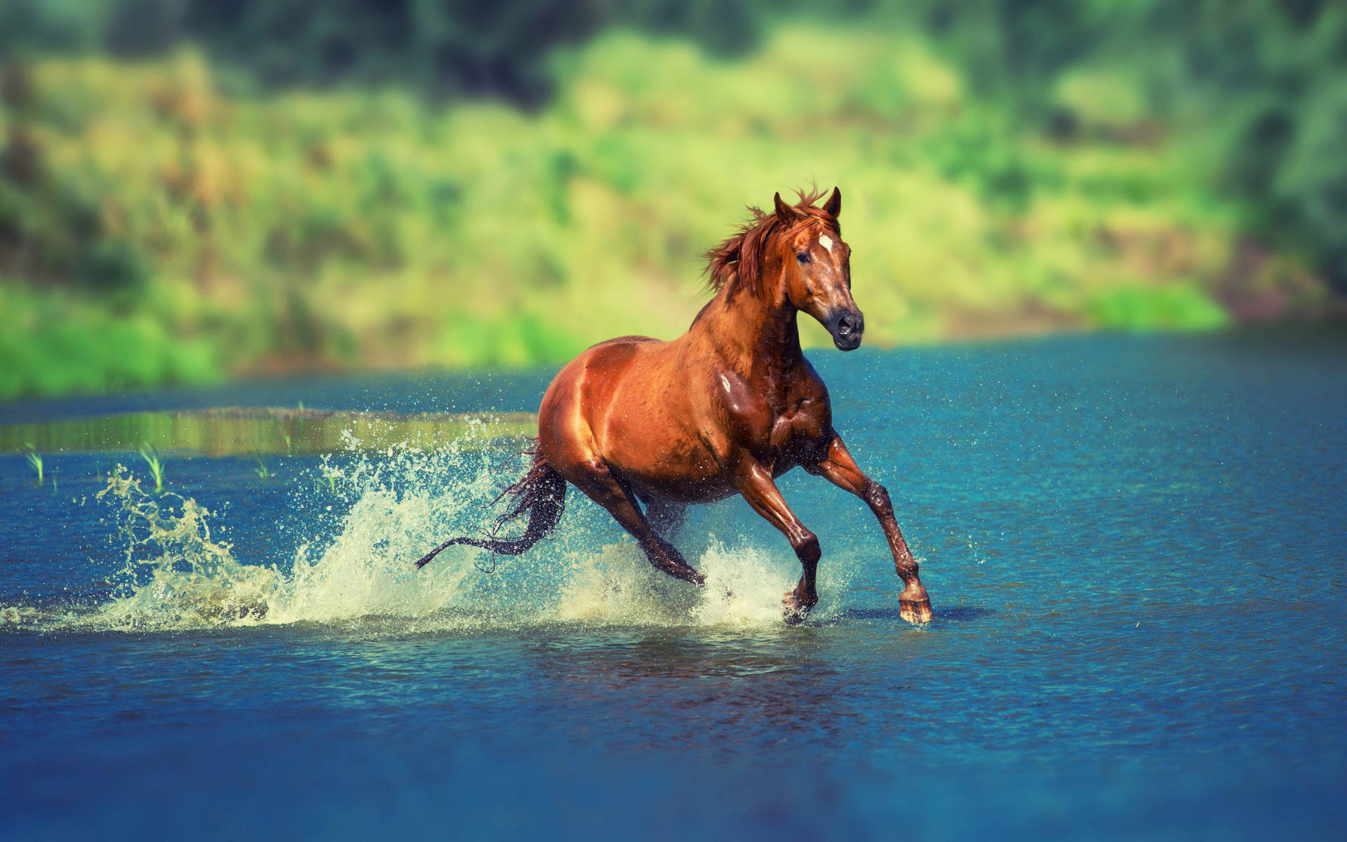 Majestic Brown Horse Galloping Through Water Background