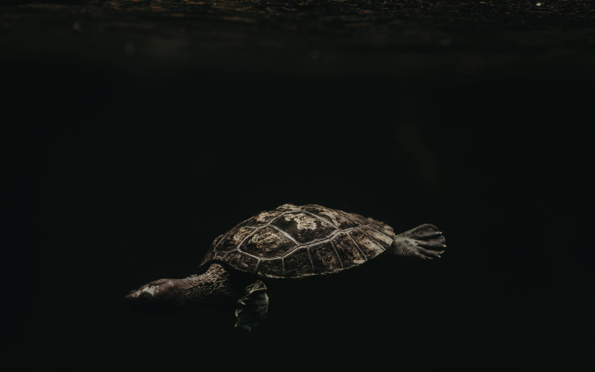 Majestic Brown Turtle Gliding In Darkness