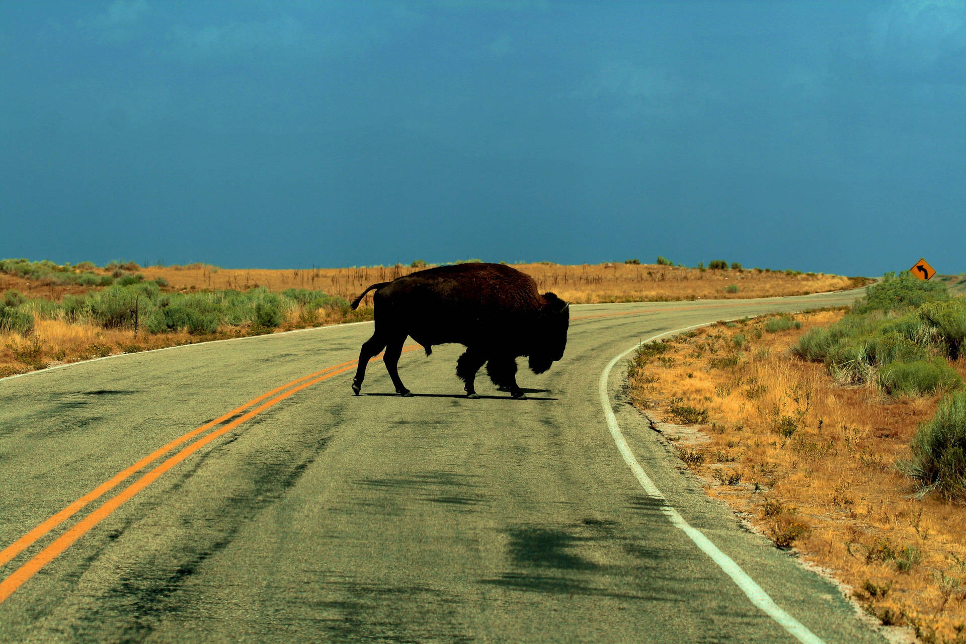 Majestic Buffalo Crossing A Scenic Road Background