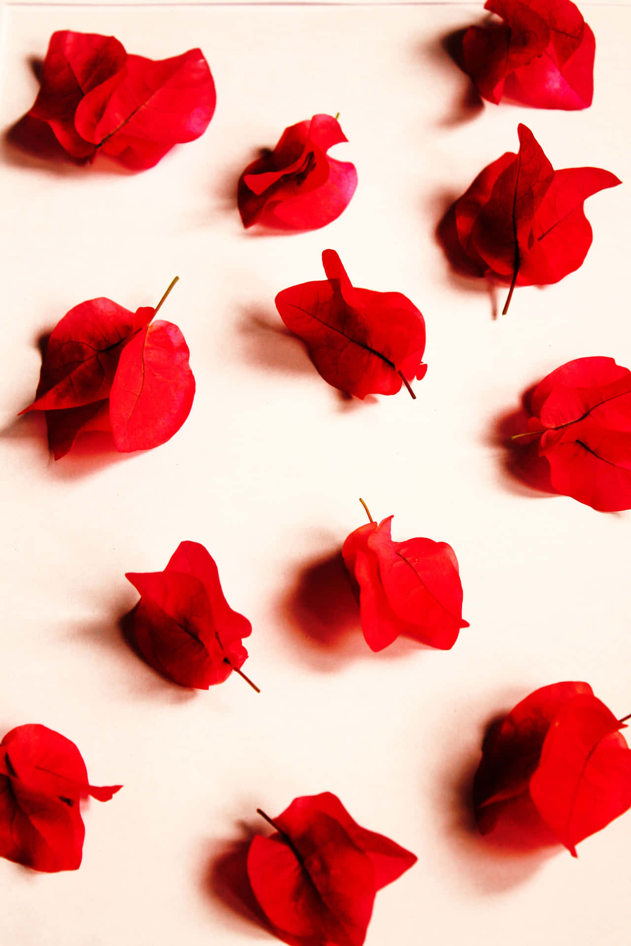 Majestic Burgundy Flower Background