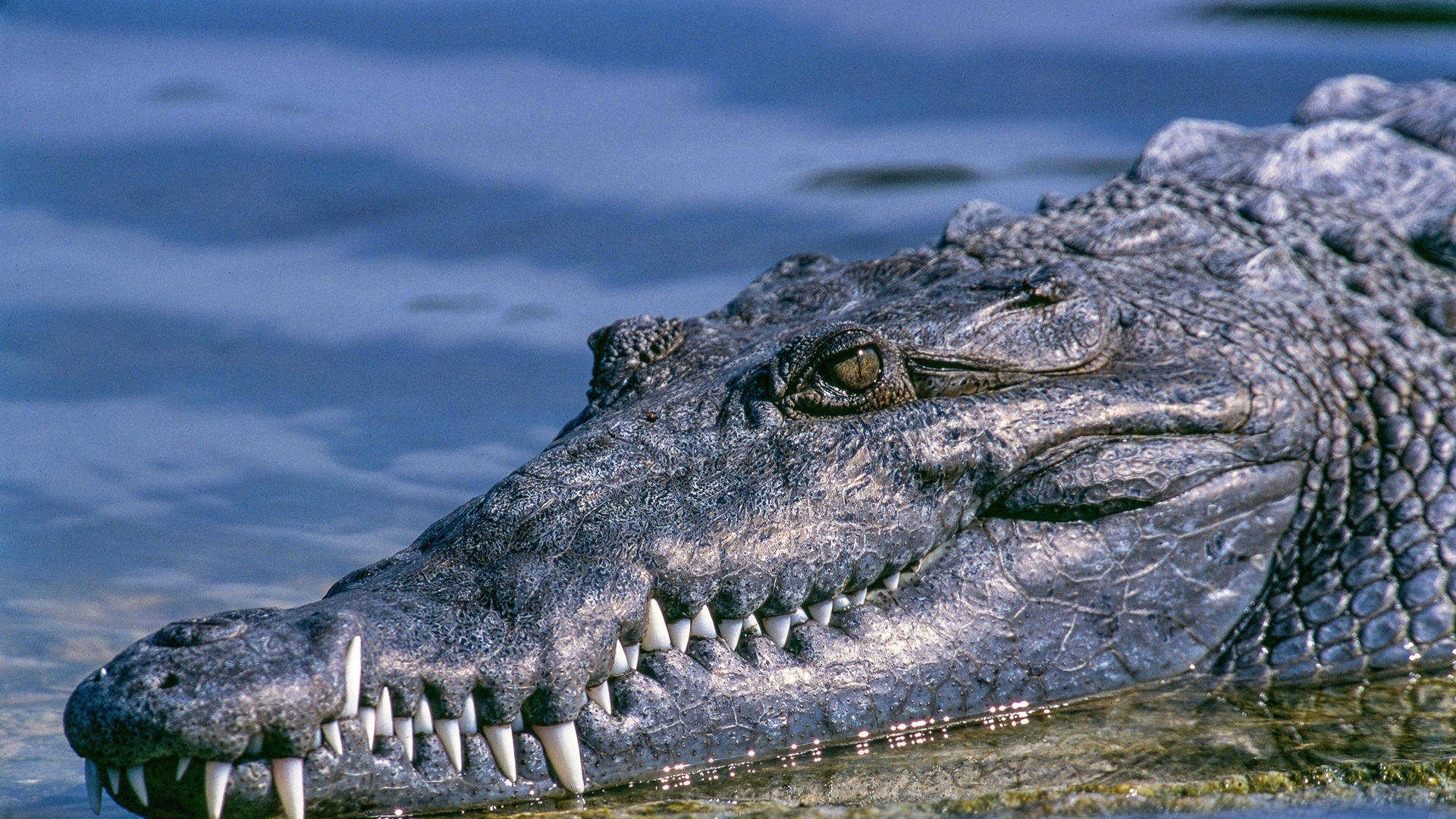 Majestic Caiman Lizard Revealing Its Long Snout