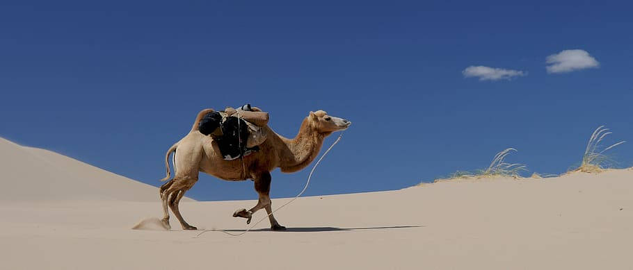 Majestic Camel In Mongolia's Vast Landscape Background