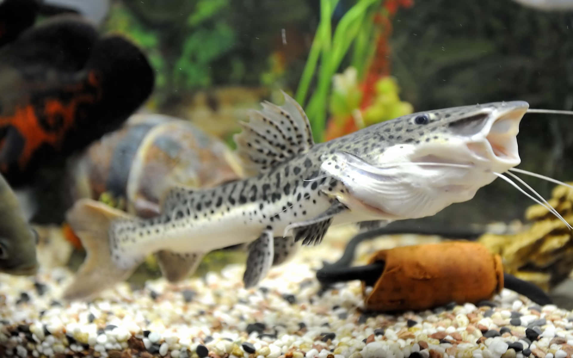 Majestic Catfish Swimming Underwater