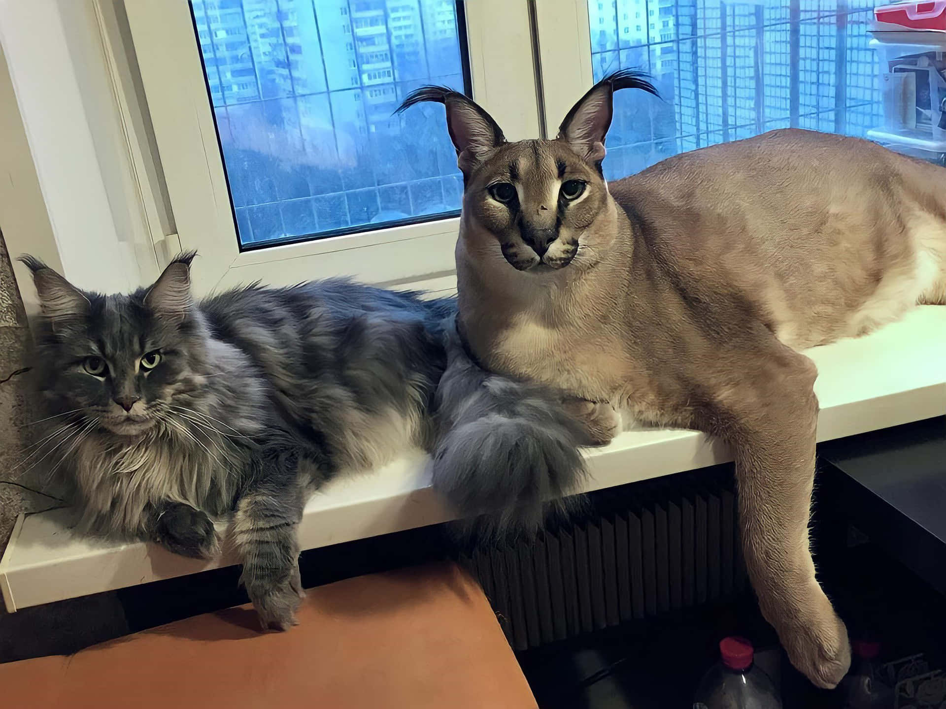 Majestic Catson Window Ledge Background