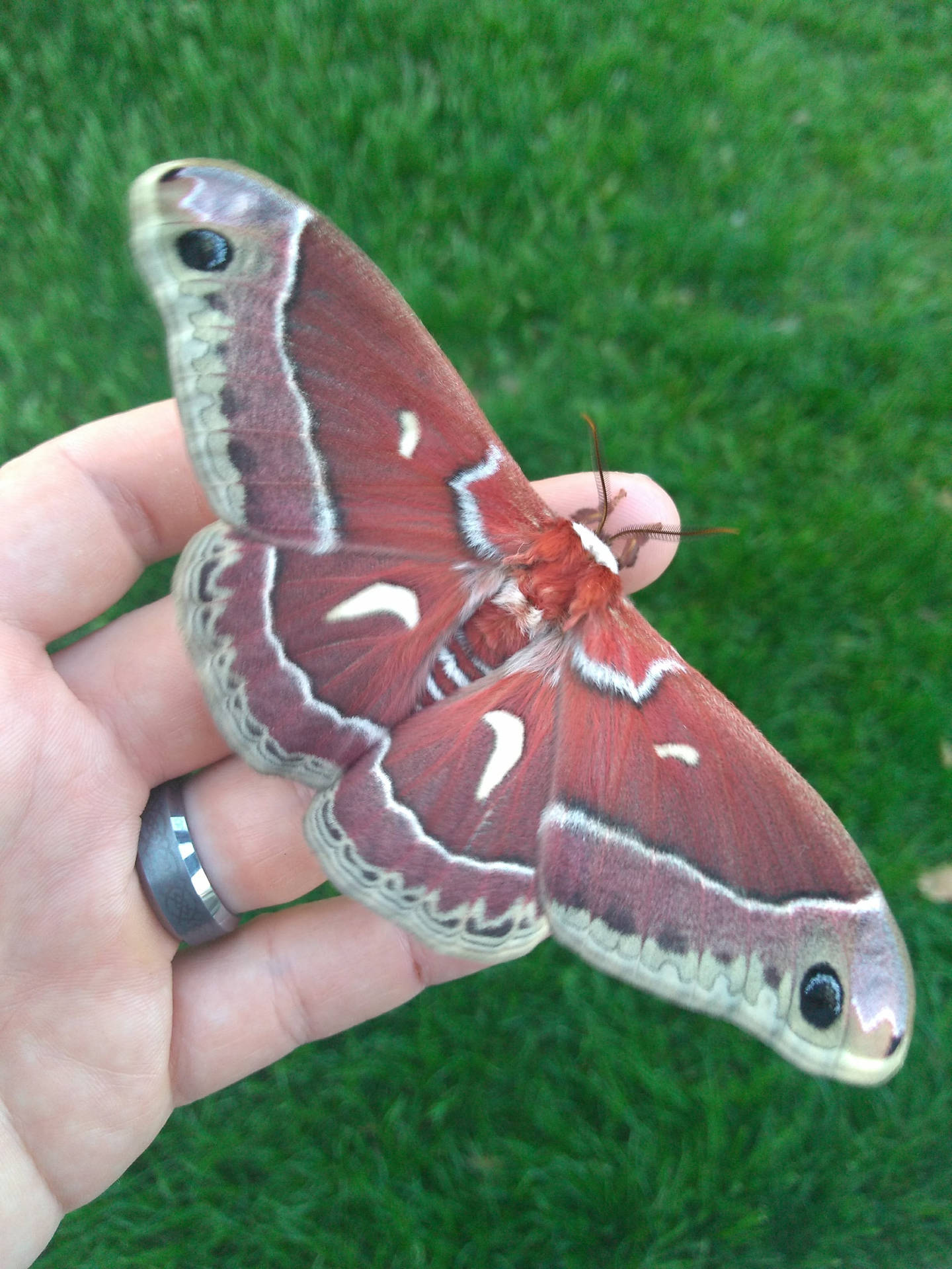 Majestic Cecropia Silkmoth In Natural Habitat Background