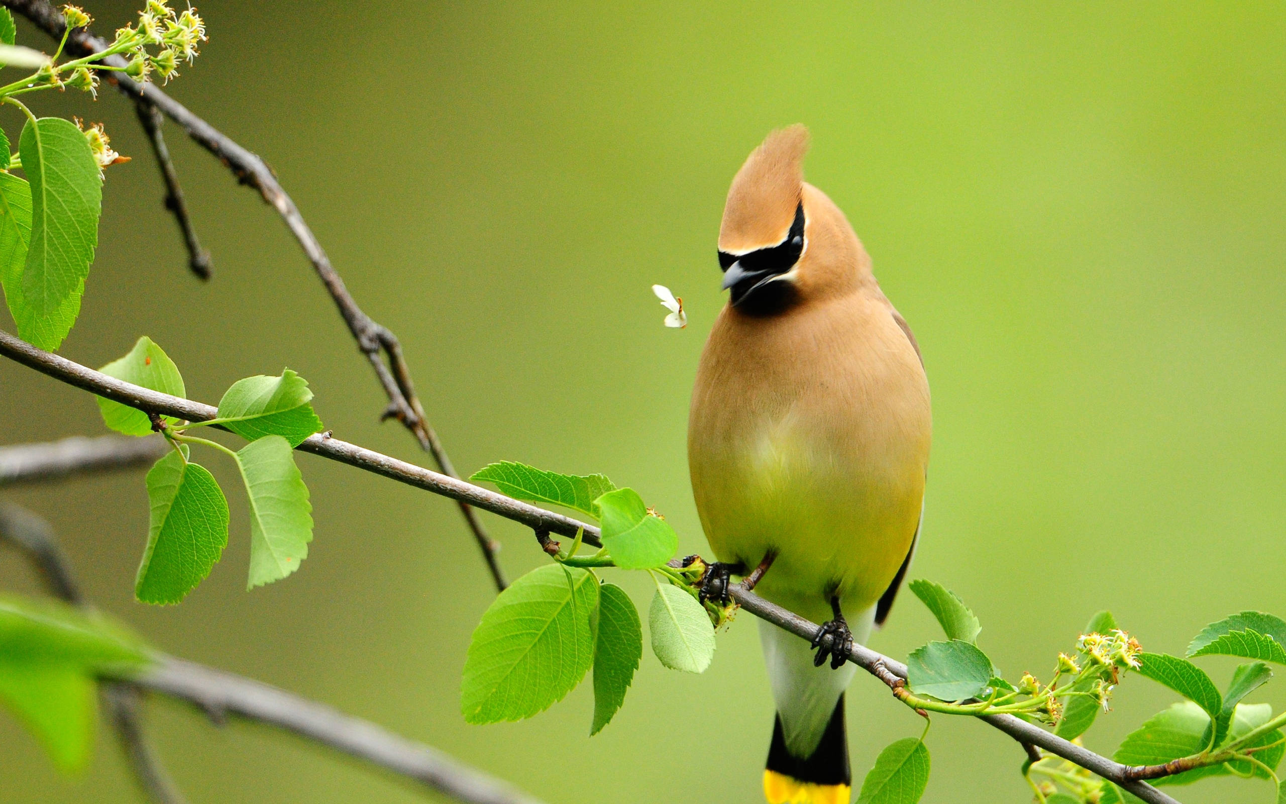 Majestic Cedar Waxwing In Hd Resolution Background