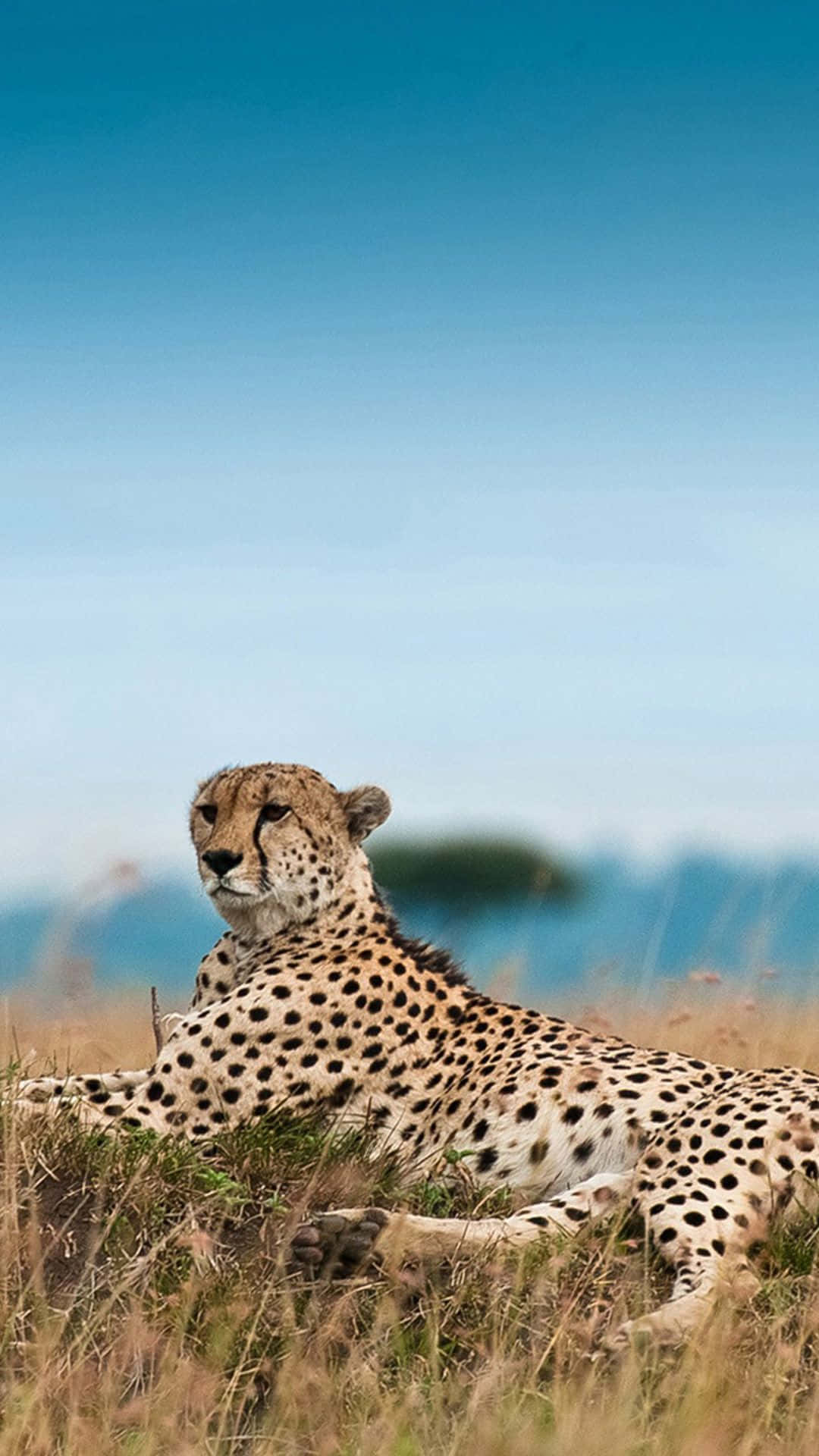 Majestic Cheetah African Nature Iphone Background