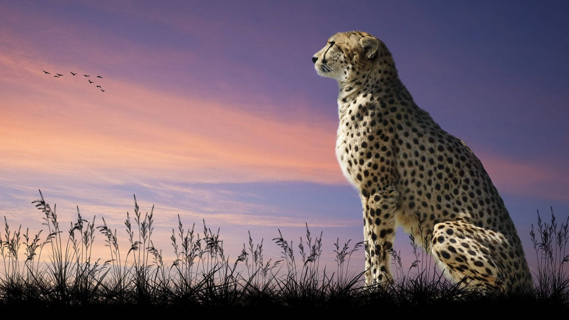 Majestic Cheetah Animal Background
