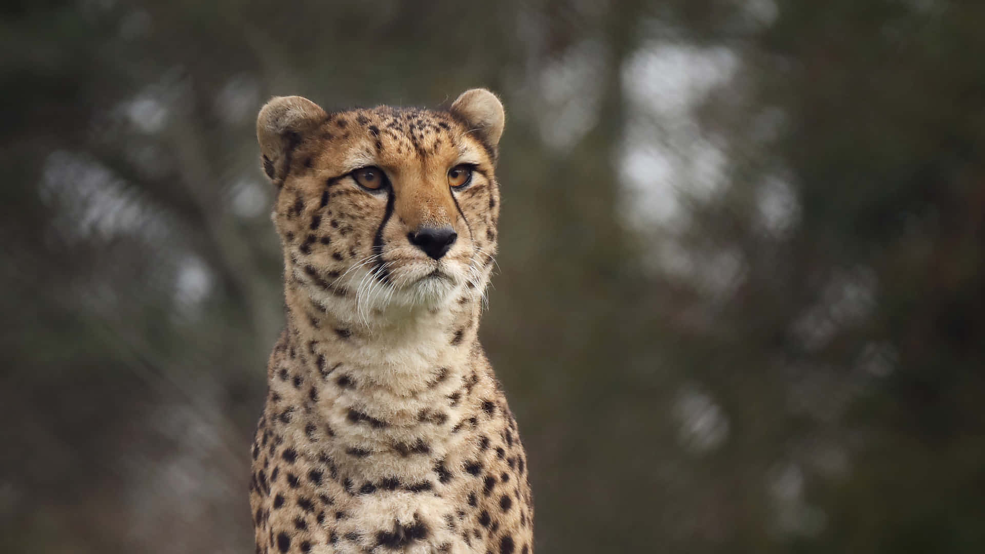 Majestic Cheetah Climbing On A Tree Background