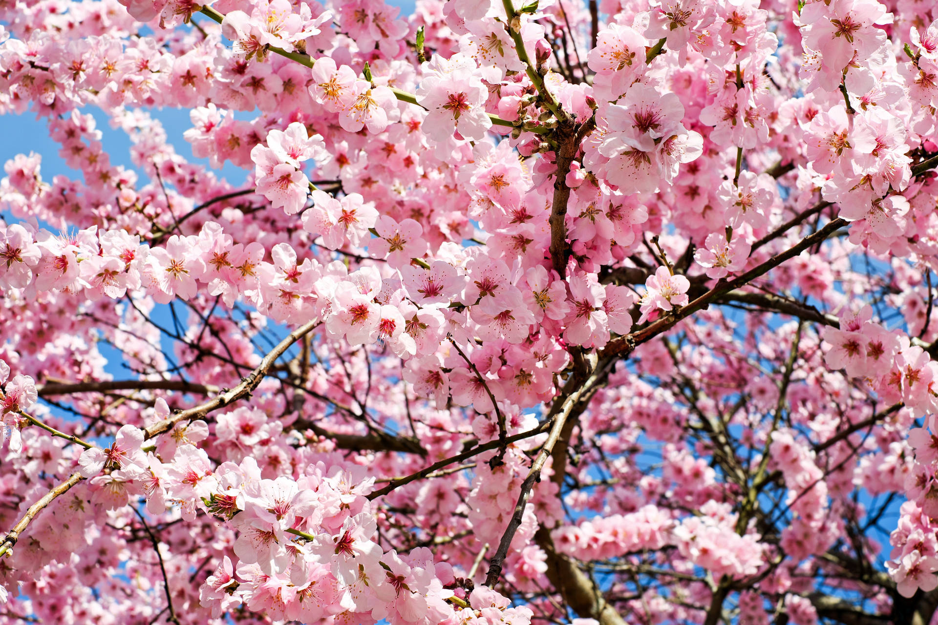 Majestic Cherry Blossoms Radiating Pink Glory Background