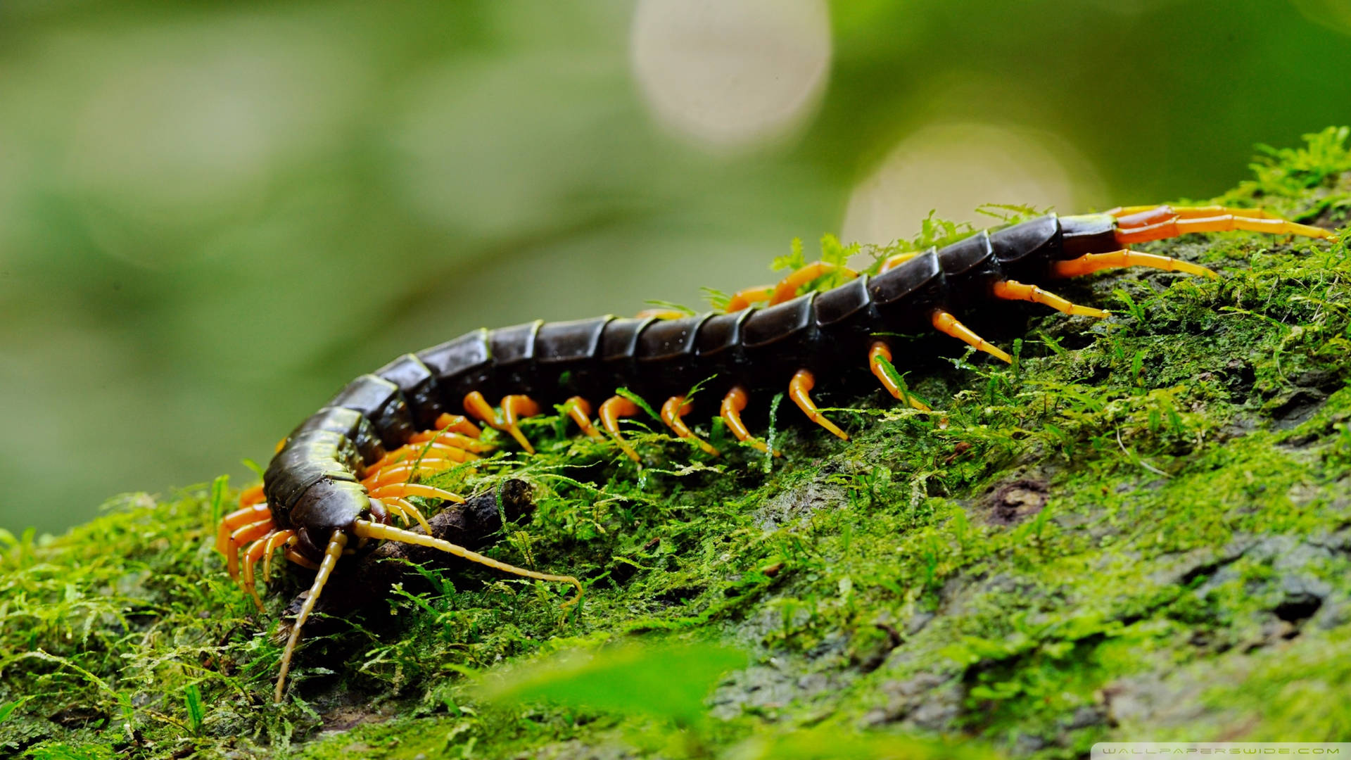 Majestic Close-up Of A Millipede Background