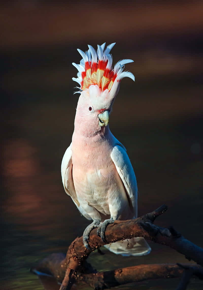 Majestic Cockatoo Crest Display