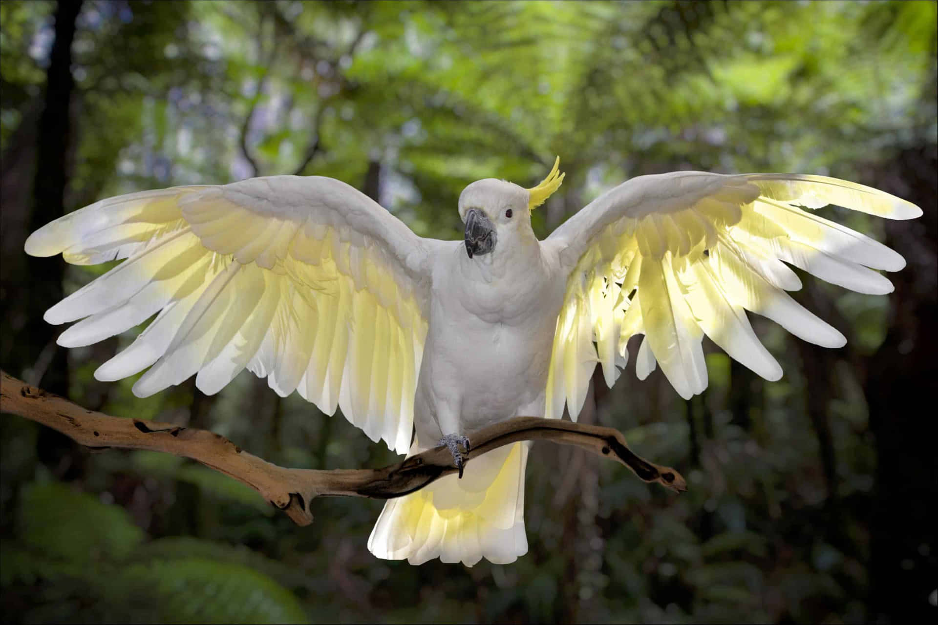 Majestic_ Cockatoo_ In_ Flight.jpg Background