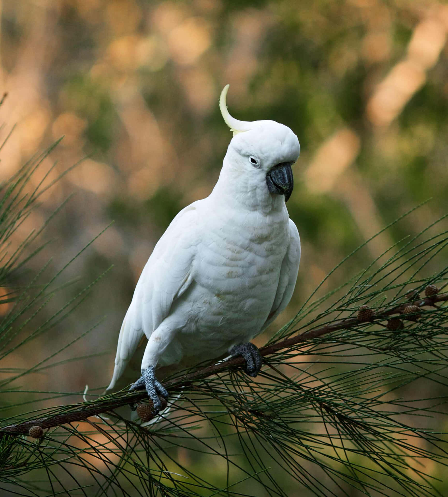 Majestic_ Cockatoo_ Perched_ Outdoors.jpg Background