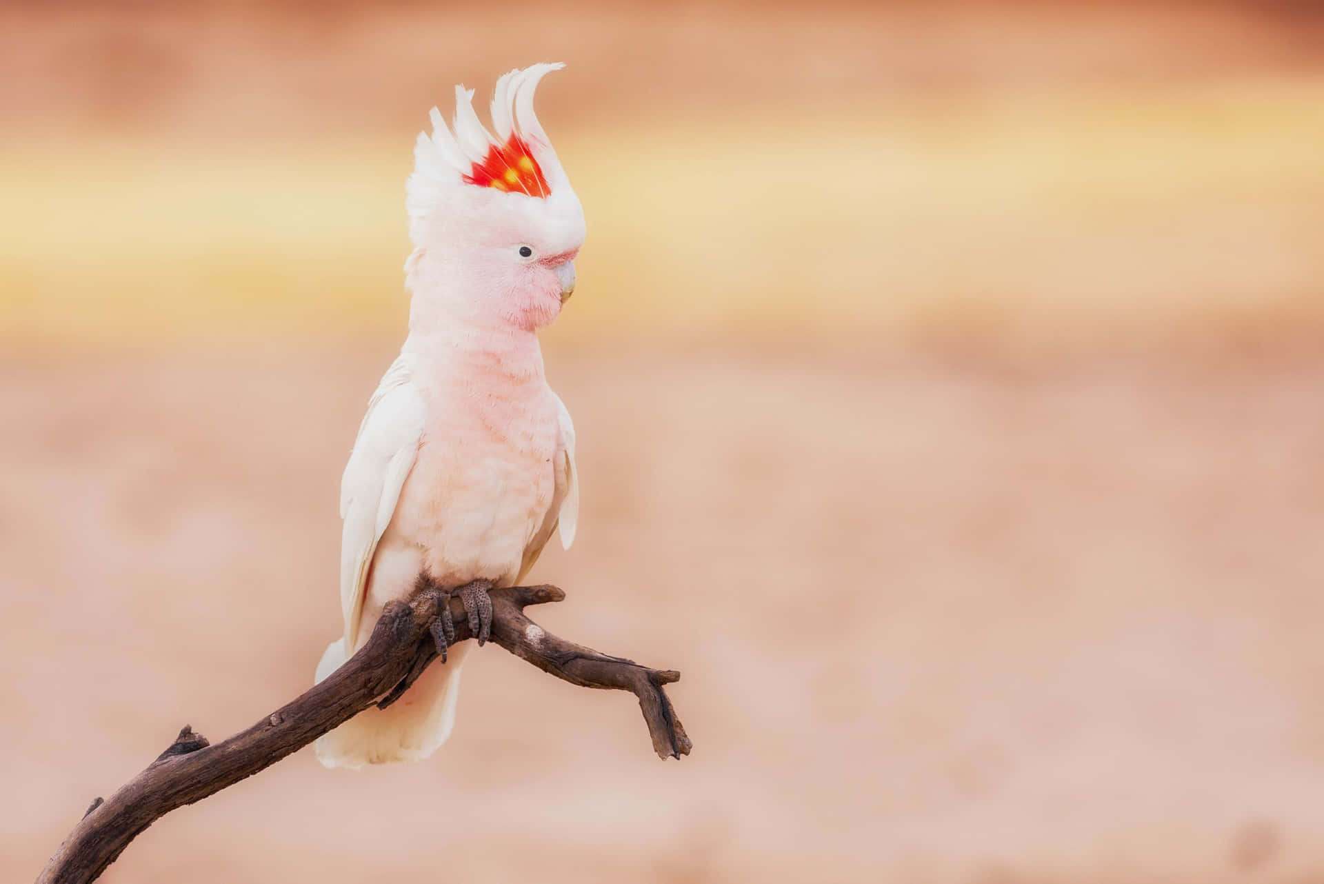 Majestic Cockatooon Branch Background