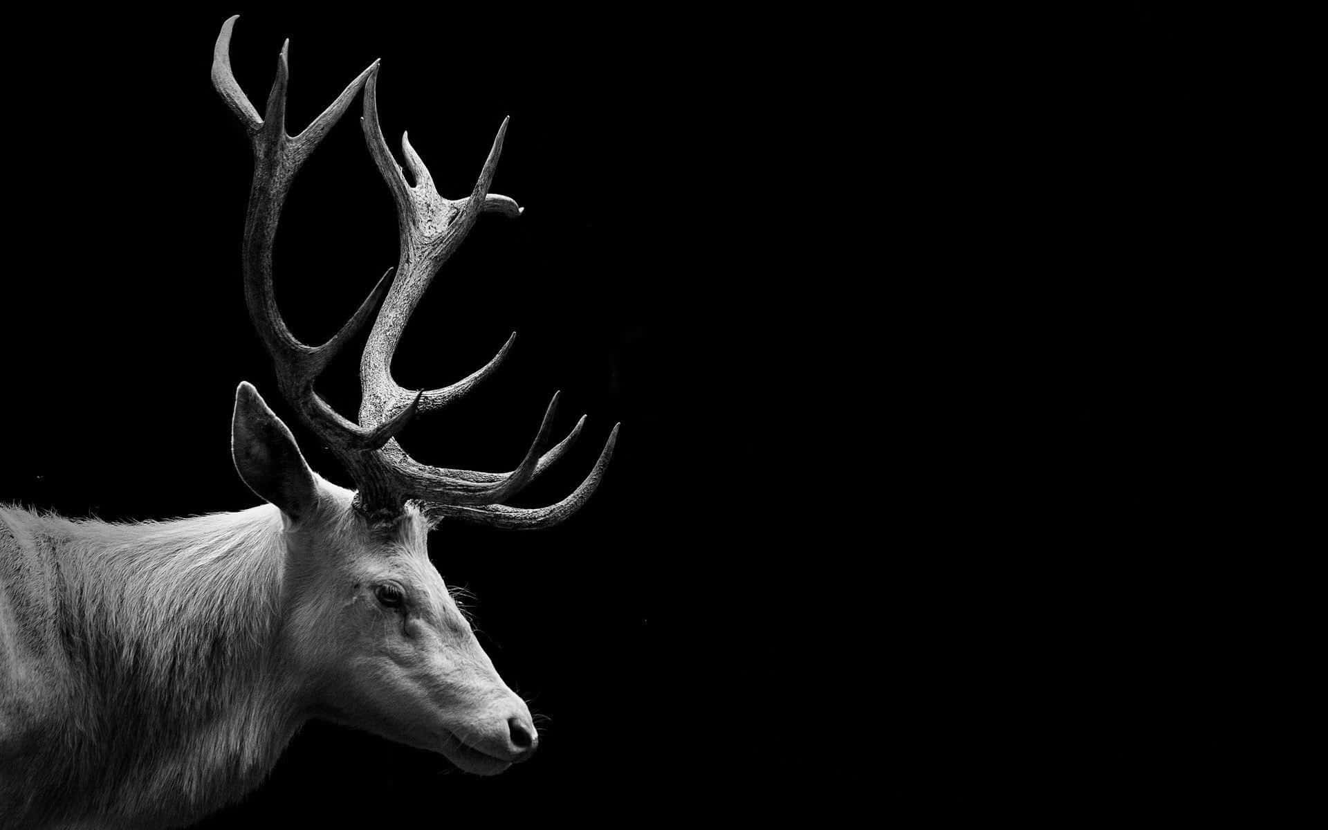 Majestic Cool Deer Silverback Background