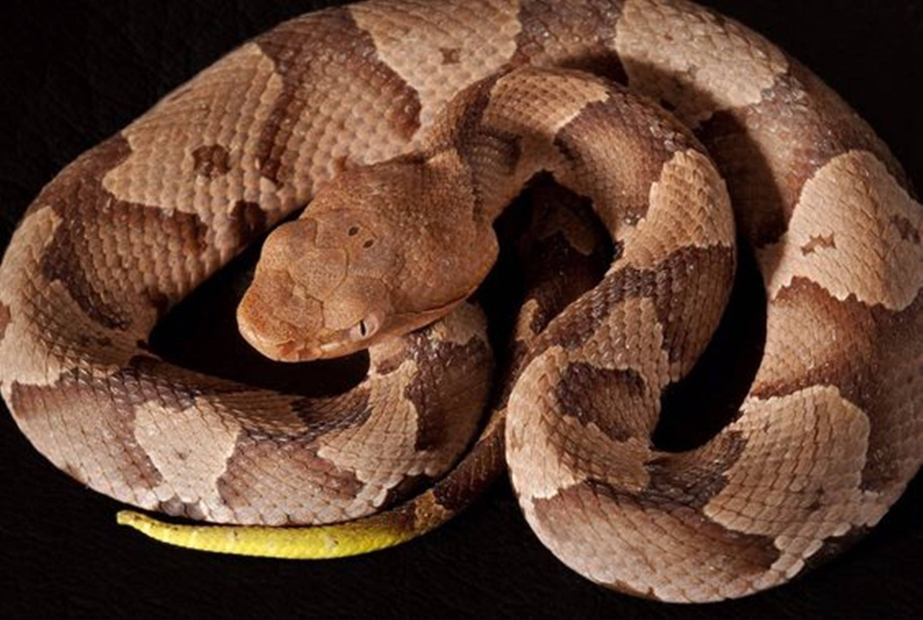 Majestic Copperhead Snake In Natural Habitat Background