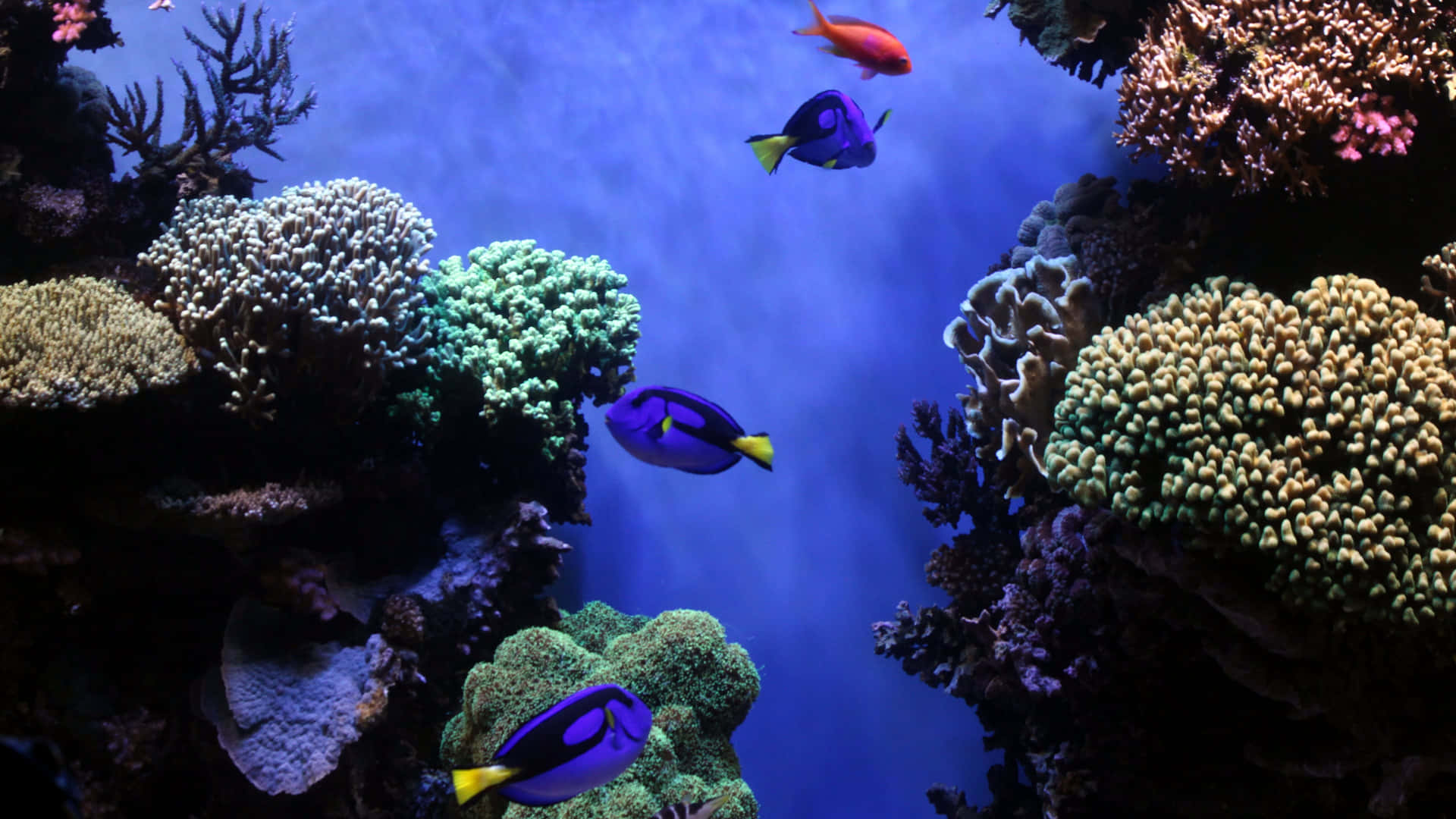 Majestic Coral Reef With Colorful Backdrop Of Fish