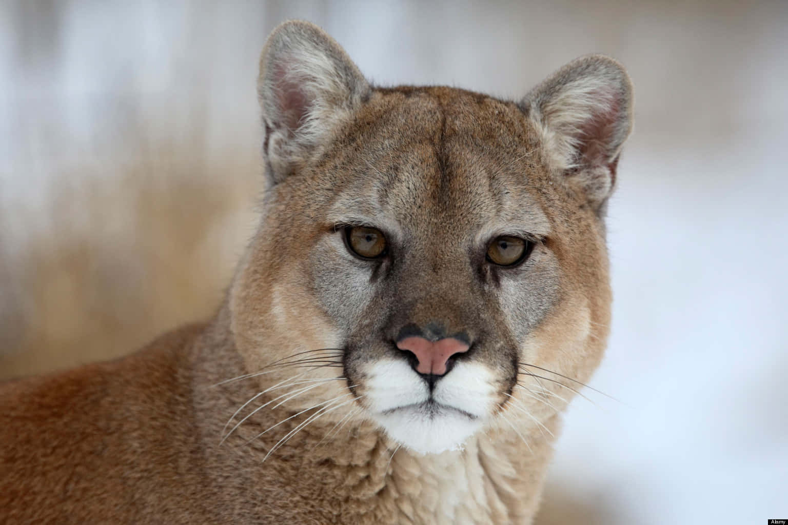 Majestic Cougar In Natural Habitat Background