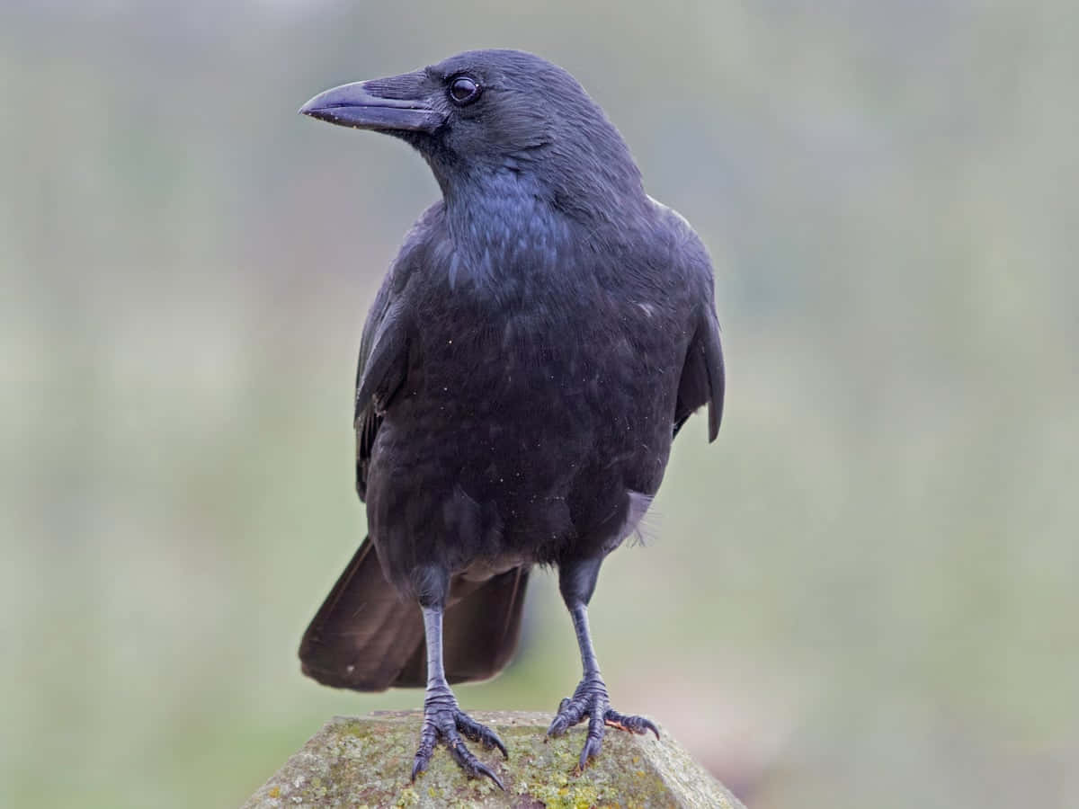 Majestic Crow In Natural Habitat Background