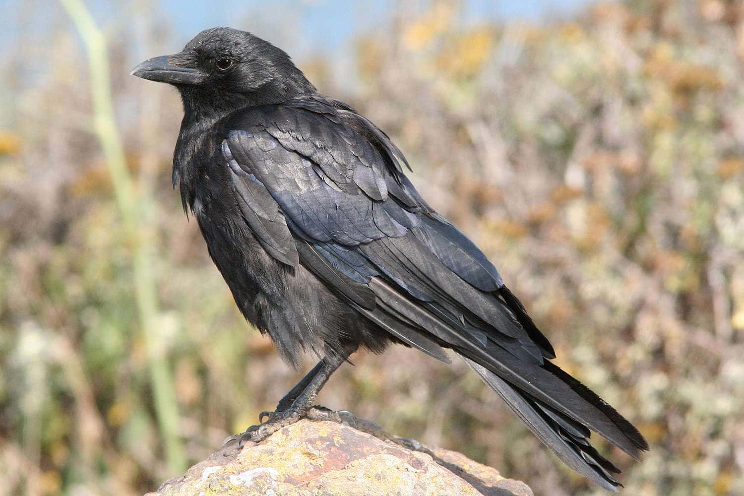 Majestic Crow On Branch Background