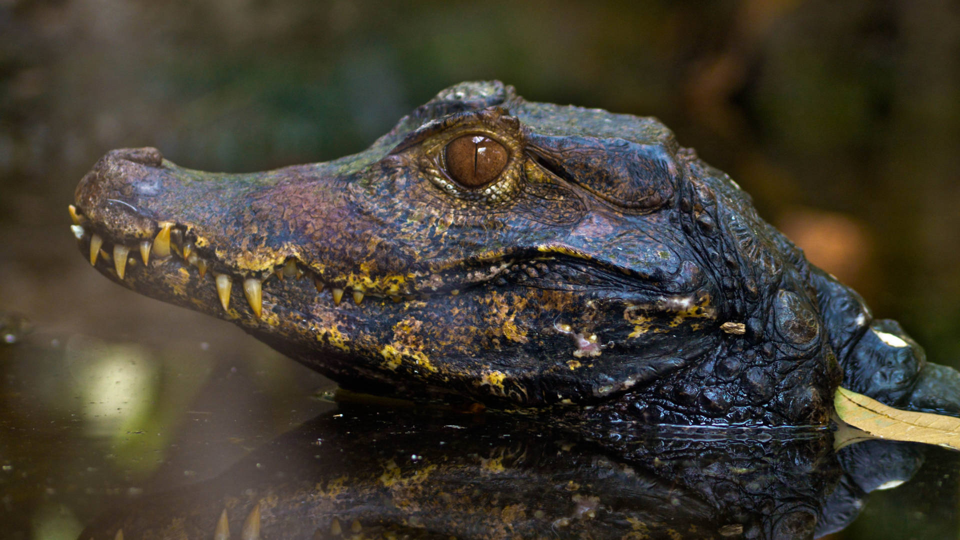 Majestic Curvier's Dwarf Alligator Lurking In Water Background