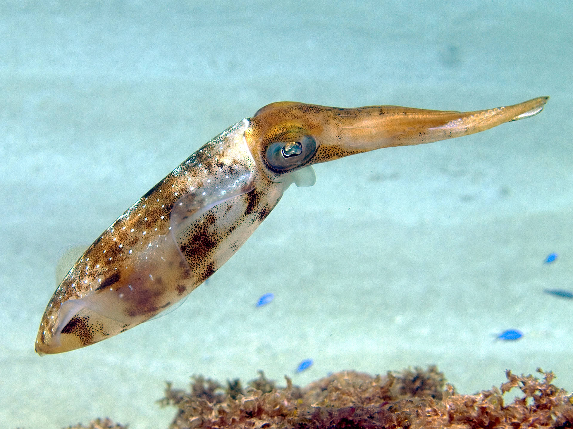 Majestic Cuttlefish Gliding Through Dark Ocean Depths