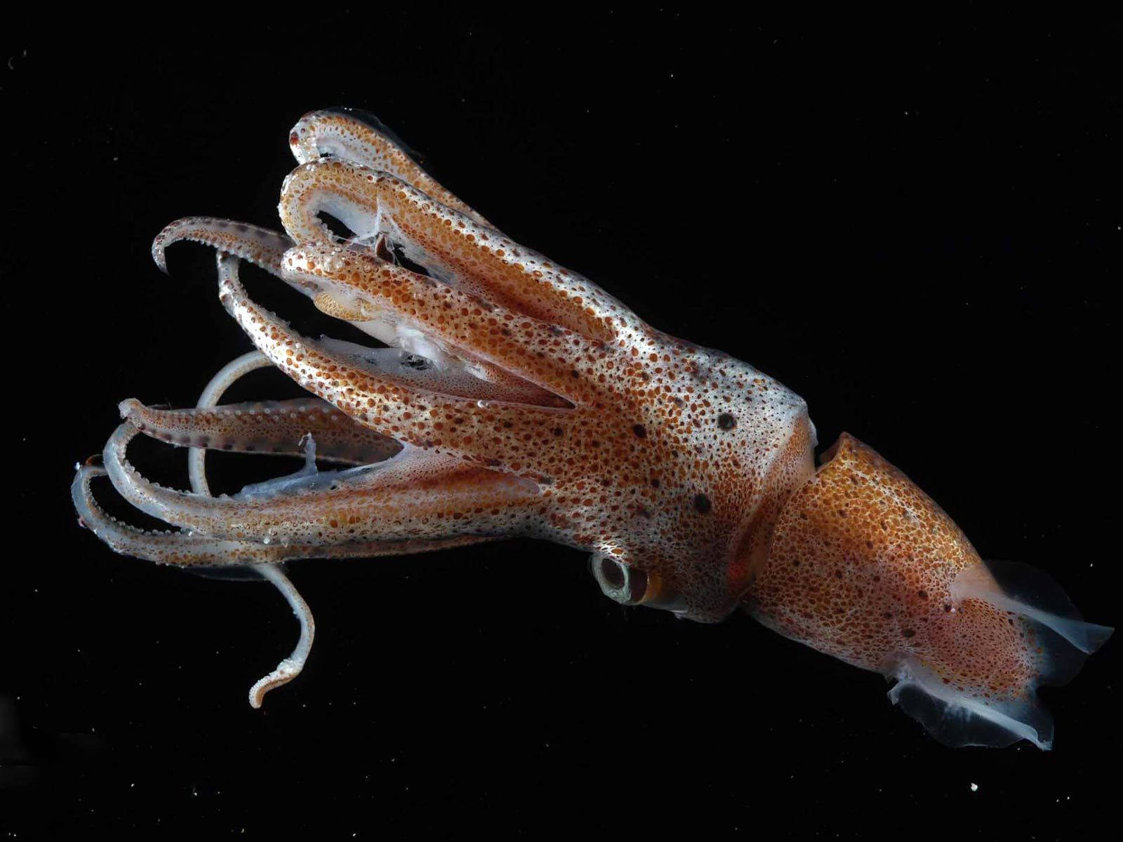 Majestic Cuttlefish Swimming Underwater