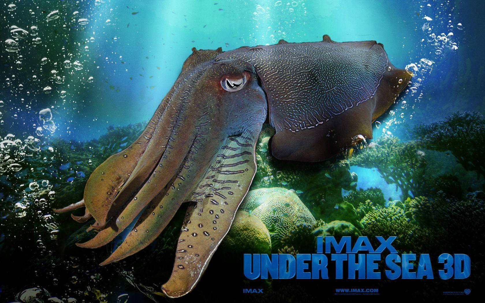 Majestic Cuttlefish Swimming Underwater In Blue Sea