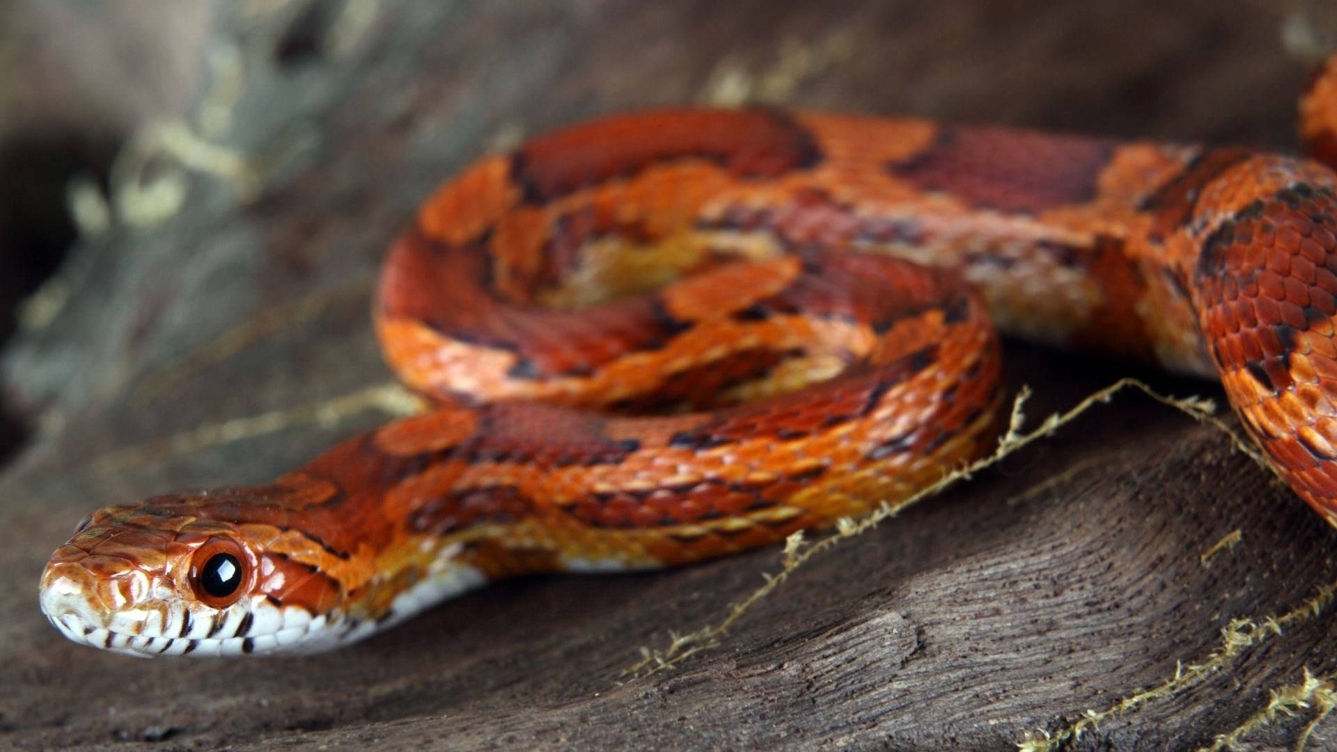 Majestic Darker-colored Corn Snake In Its Natural Habitat Background