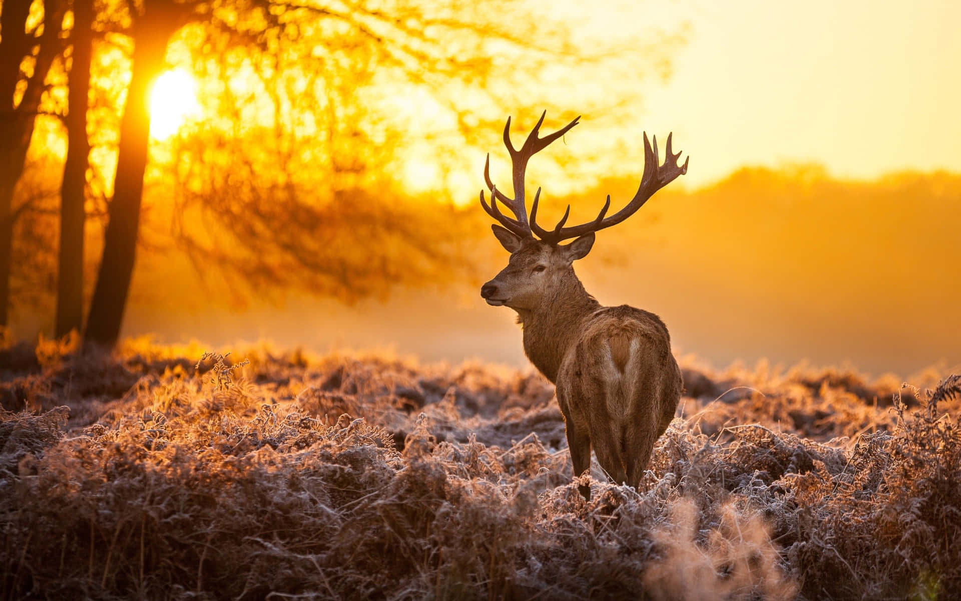 Majestic Deer Enjoying A Sunny Day In The Mountains Background