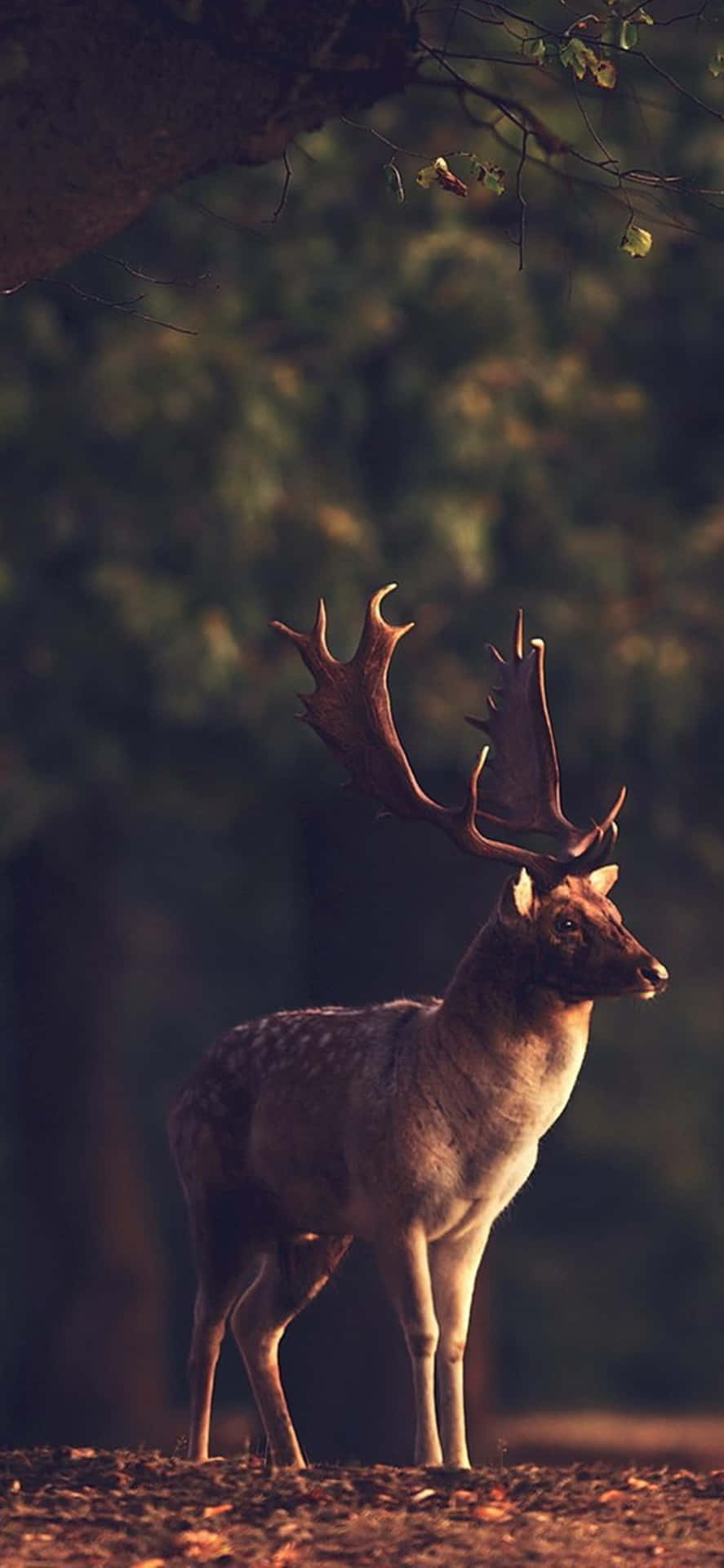 Majestic Deer Enjoying Morning In The Forest Background