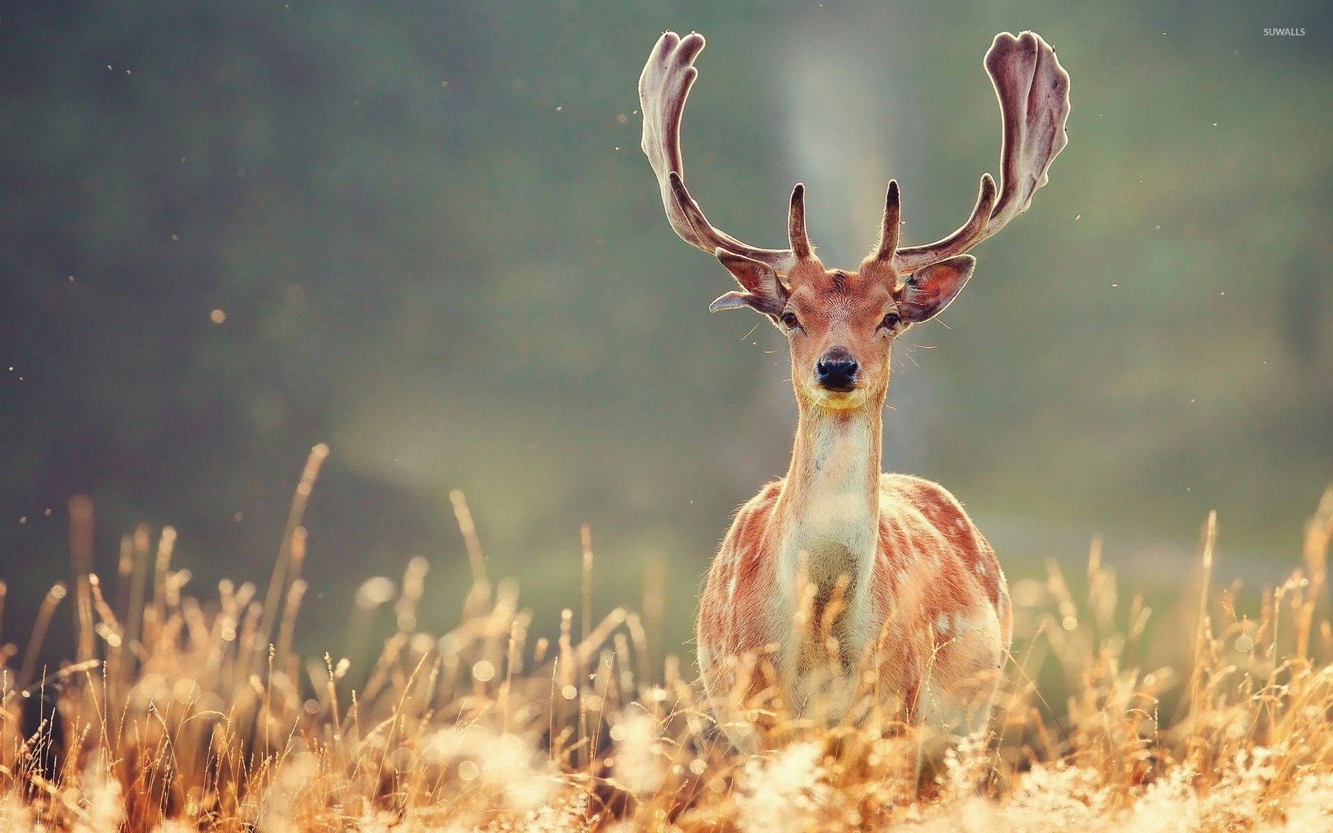 Majestic Deer In A Field Background