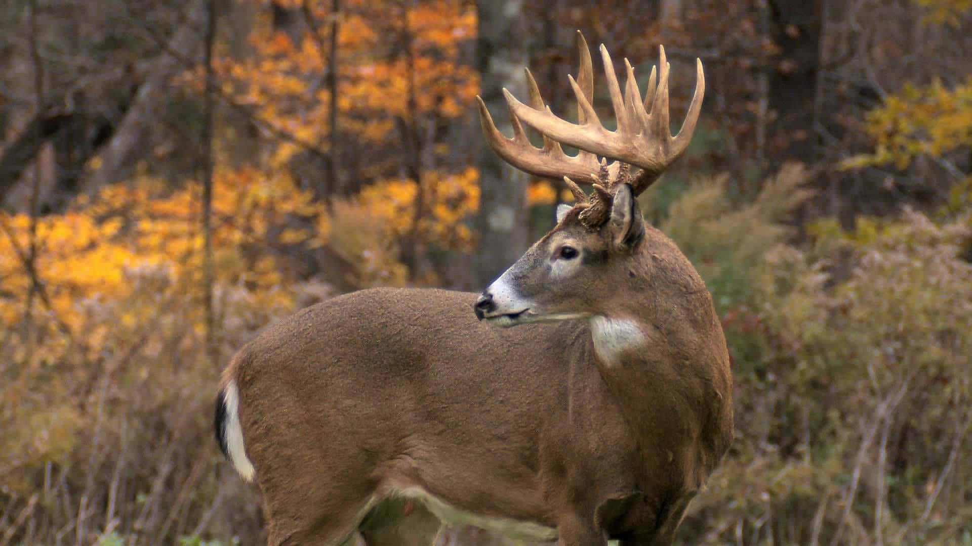 Majestic Deer In A Wintery Landscape Background