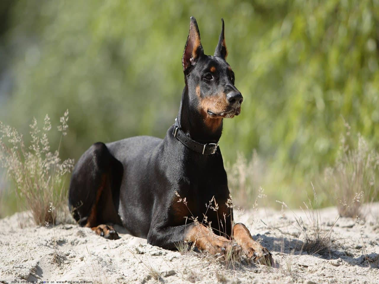 Majestic Doberman Pinscher Relaxing Outdoors Background