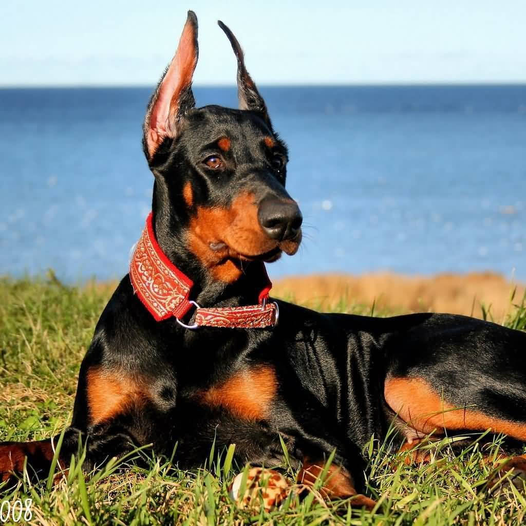 Majestic Doberman Pinscher With Cropped Ears Background