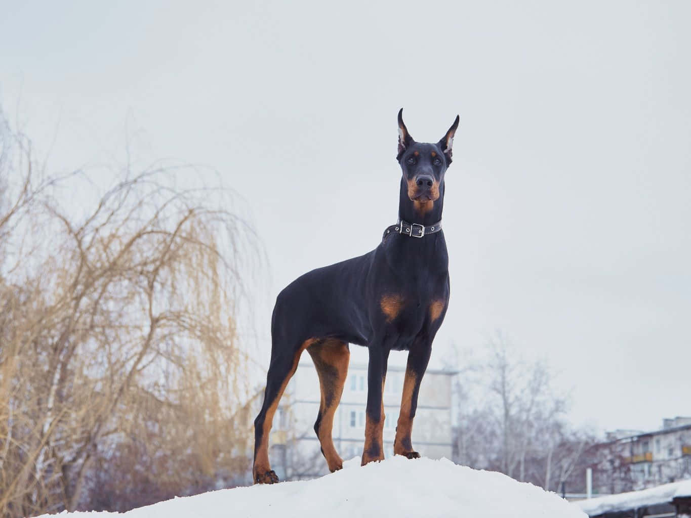 Majestic Doberman Sitting Majestically In The Snow Background