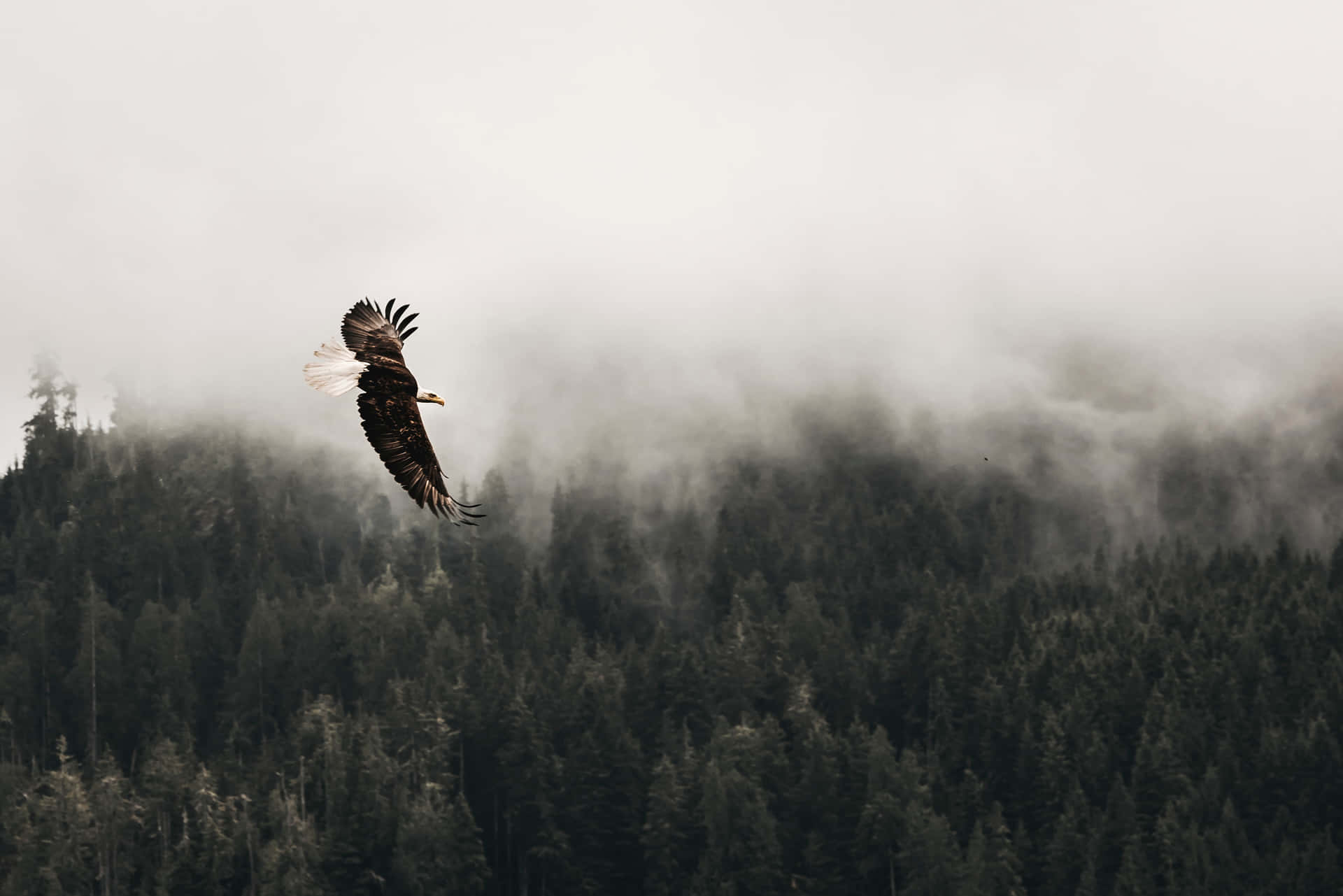 Majestic Eagle Flight Over Foggy Forest Background