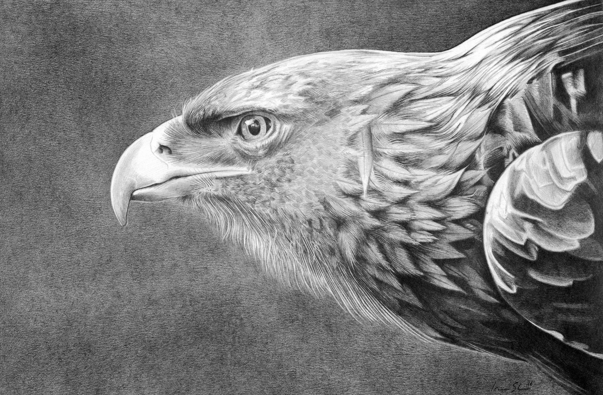 Majestic Eagle In Detailed Pencil Art Drawing