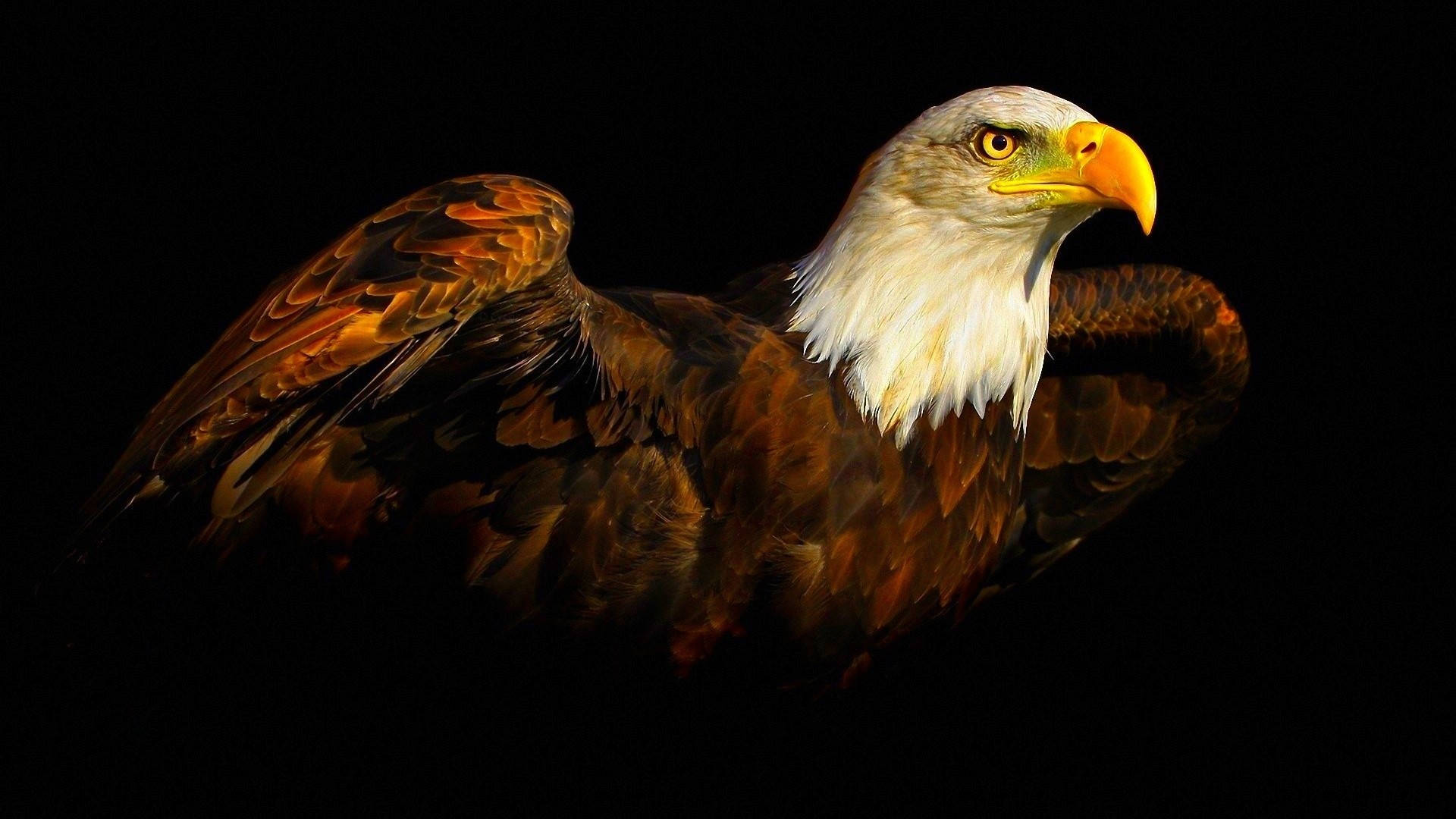 Majestic Eagle Painting On A Dark Background Background