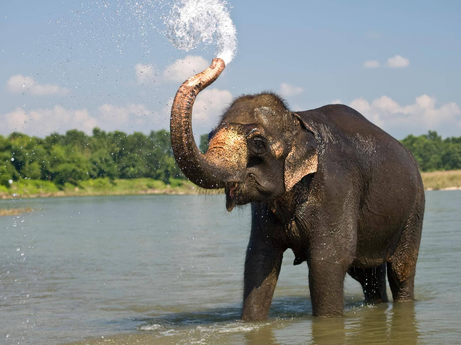 Majestic Elephant Grazing In Nature Background