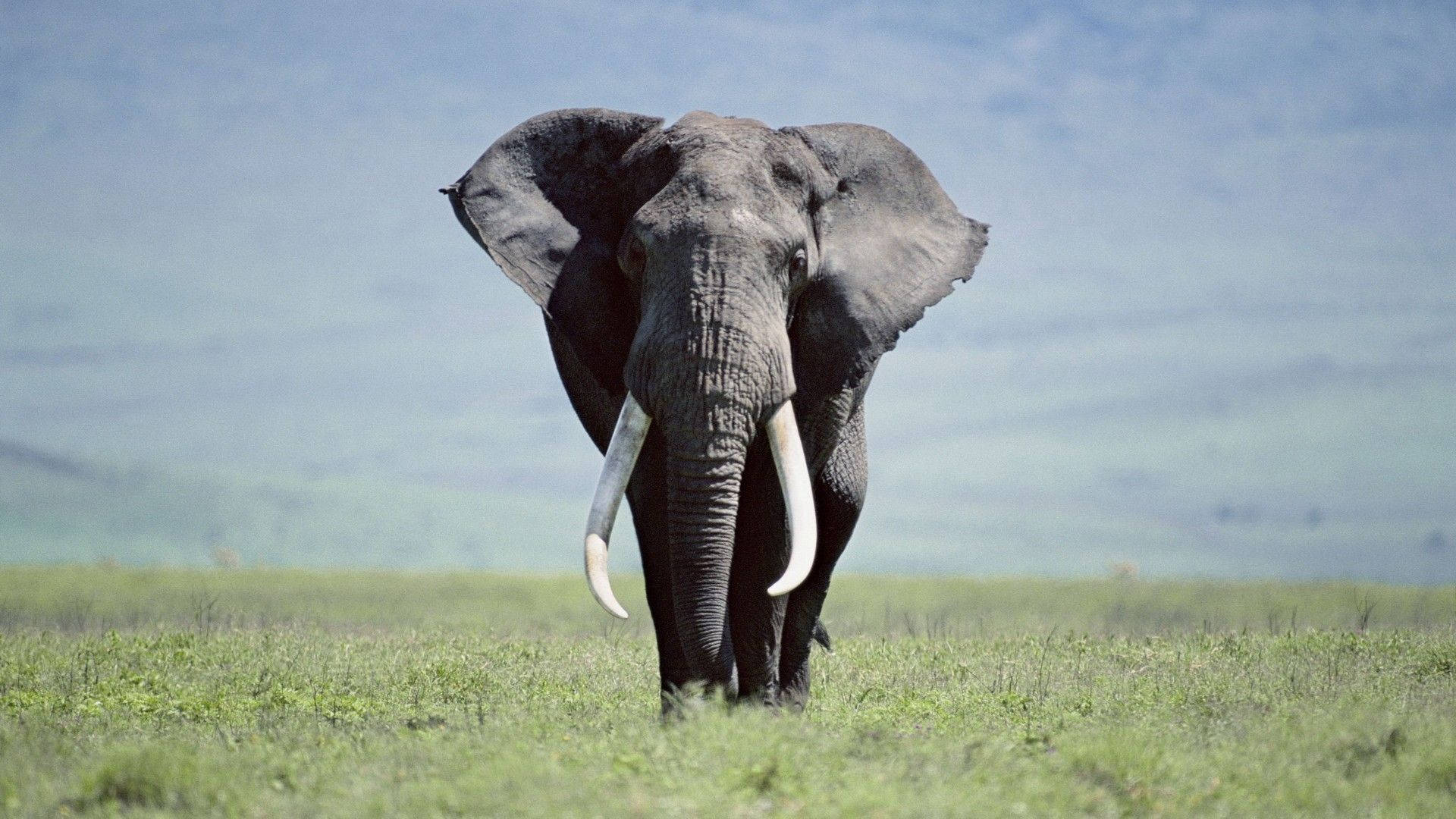 Majestic Elephant Hd