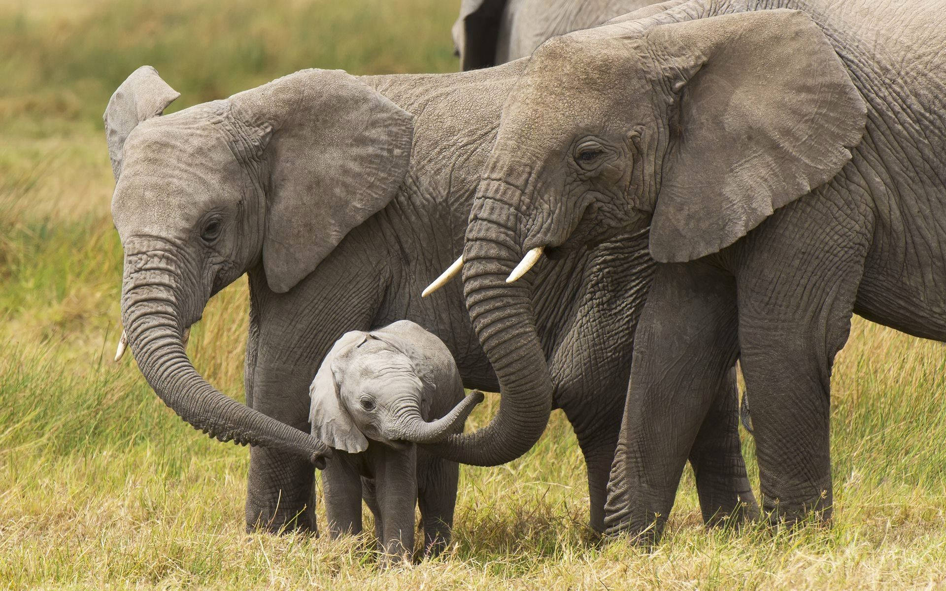 Majestic Elephant In The Grasslands Background