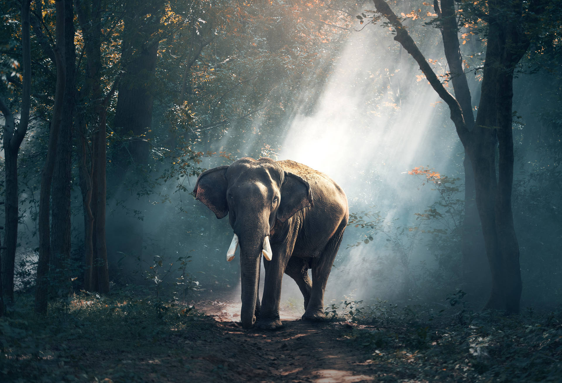 Majestic Elephant In The Woods Wild Animal Background