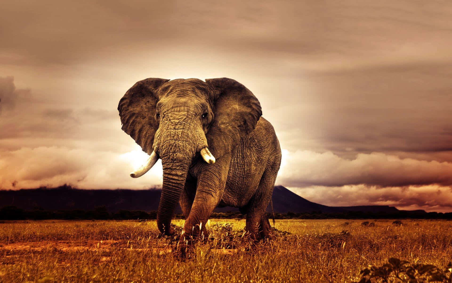 Majestic Elephant Safari Scene Background